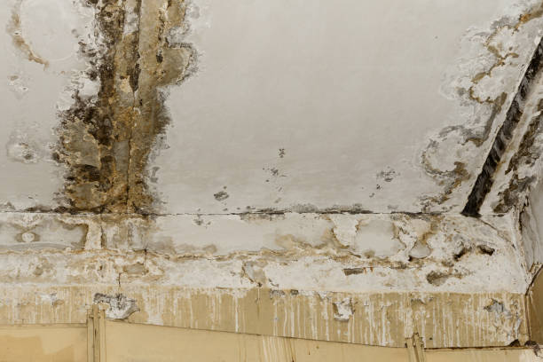 Mold Remediation for Rental Properties in Edgewood, OH