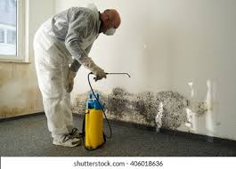 Why You Should Choose Our Mold Remediation Services in Edgewood, OH